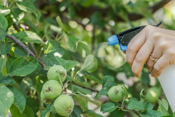 apple variety jubilee