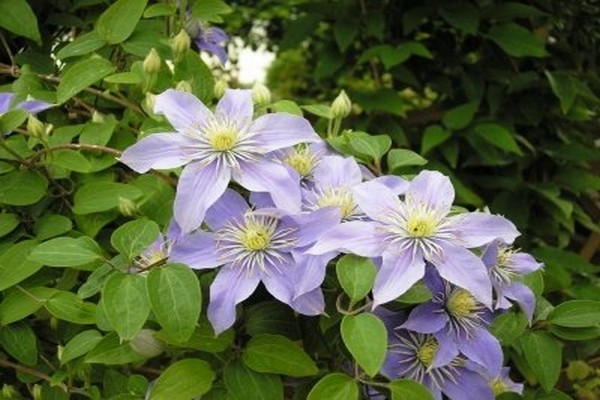 ocjene clematis justa