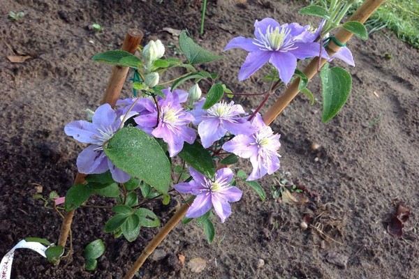 clematis justa fotografija + i opis