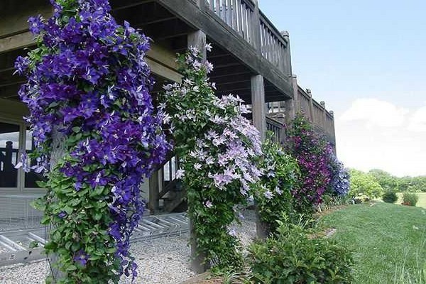 clematis justa description