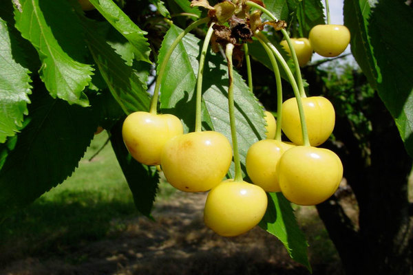 variété de cerise jaune