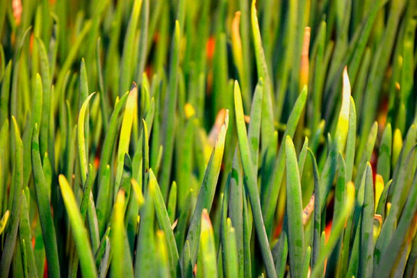 leaves turn yellow + garlic