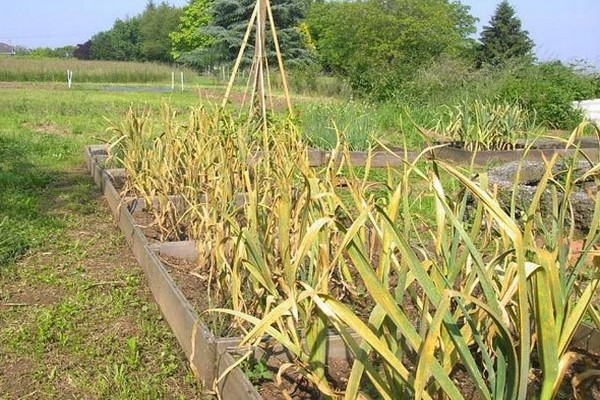 garlic turns yellow + what to pour