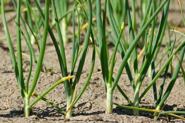 die Zwiebel wird im Garten gelb