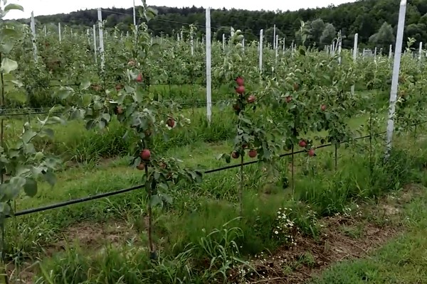 geneva apple tree description