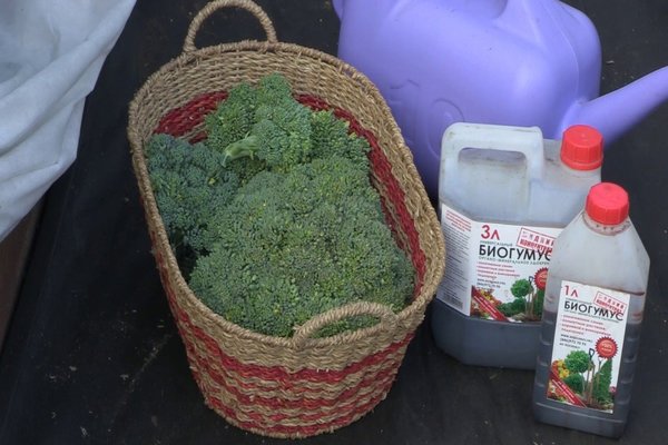 tekući biohumus kako se koristi