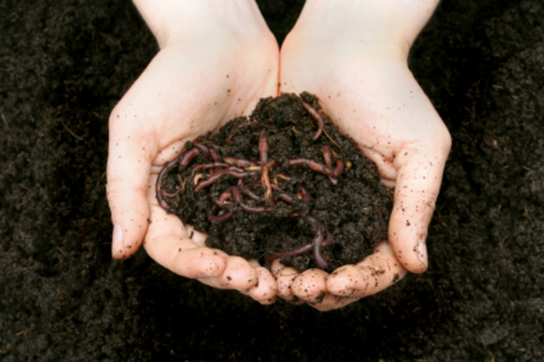 vermicompost liquid instruction