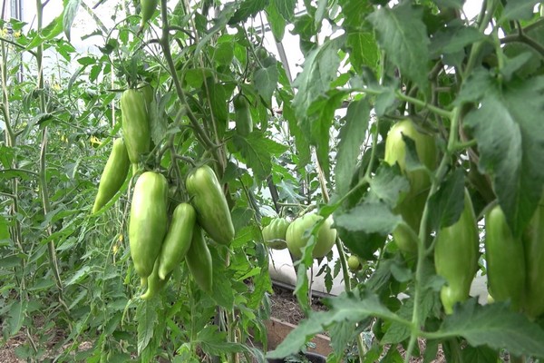 tomatoes are fattening