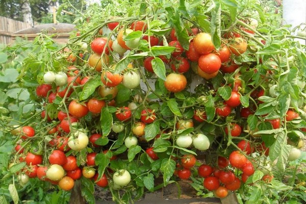 tomatoes began to fatten