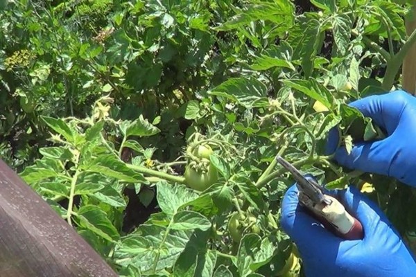 tomatoes began to fatten