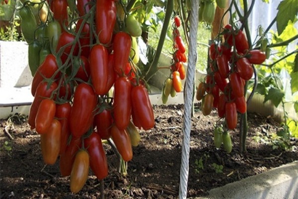 tomatenbrenner bewertungen