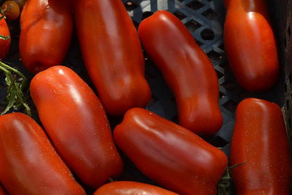 tomato variety gigalo