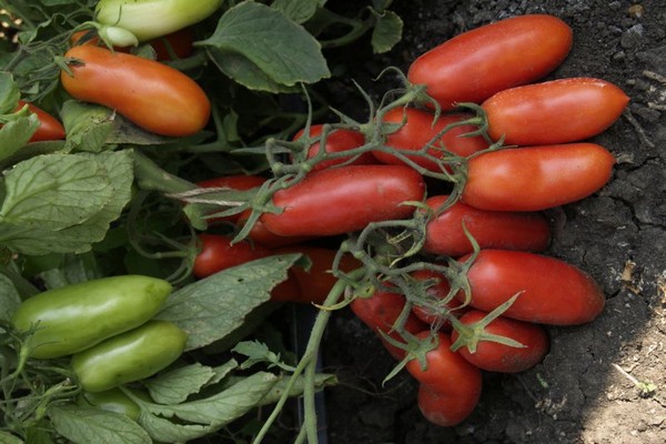 tomaten gigalo bewertungen foto