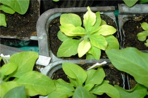 foliage turns yellow + in petunia why does foliage turn yellow + in petunia