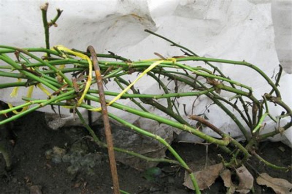 preparation of clematis + for winter