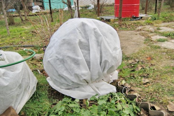 Preparing a winter shelter for clematis.