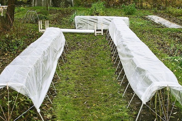 Preparing a winter shelter for clematis.