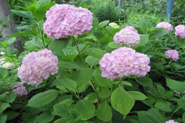 large-leaved hydrangea winter-hardy varieties