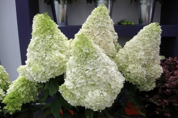 large-leaved hydrangea winter-hardy varieties