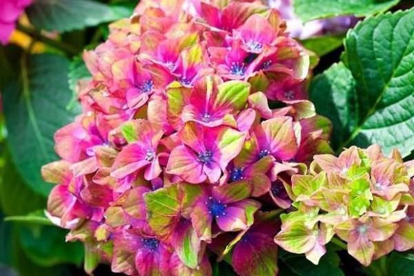 winter-hardy hydrangea varieties