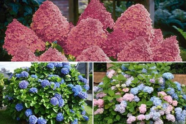 taglamig-matapang na mga pagkakaiba-iba ng mga hydrangea na pagkakaiba-iba ng hydrangea paniculata taglamig-matibay na hydrangea malalaking lebadura ng taglamig-matigas na mga pagkakaiba-iba ng hydrangea taglamig-matigas na mga larawan larawan