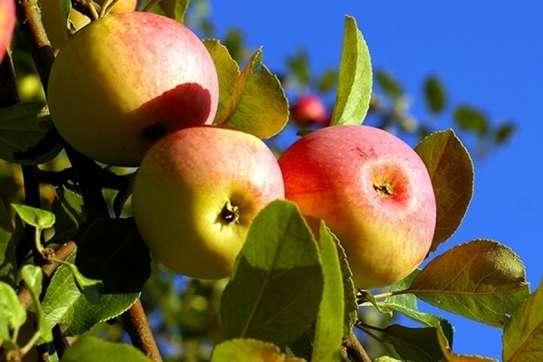 Winter-hardy varieties of apple trees