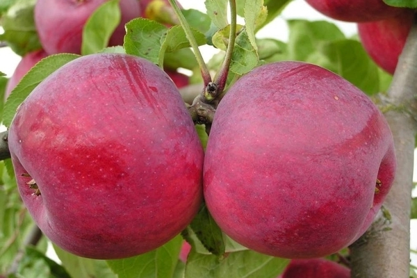 Winter-hardy varieties of apple trees