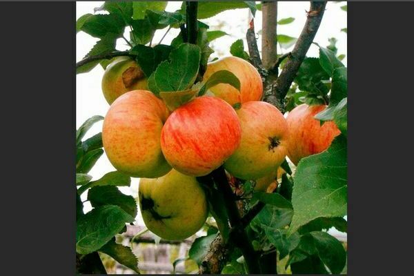 Winter-hardy varieties of apple trees