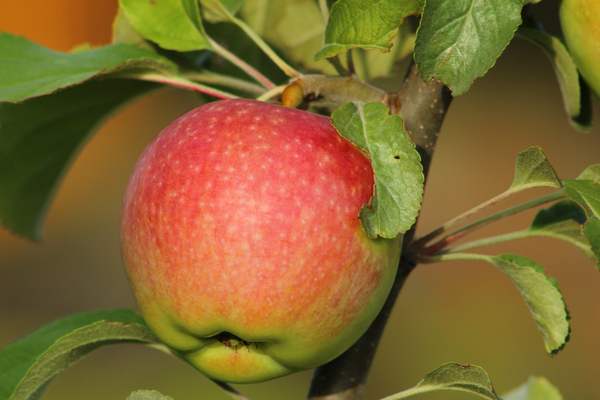 Winter-hardy varieties of apple trees