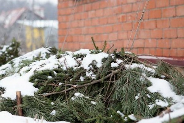 Hortensie + für den Winter vorbereiten