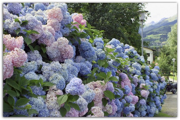 panicle hydrangea in winter