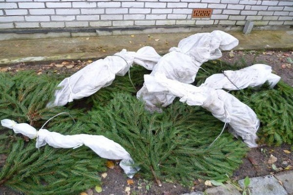 Hortensie + für den Winter vorbereiten