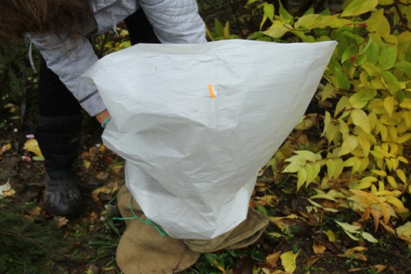 preparing hydrangea + for winter