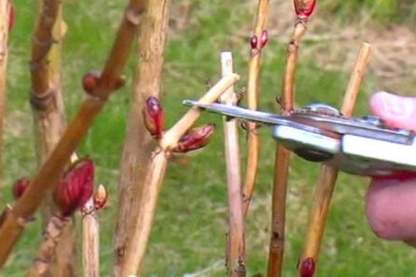 ob man Clematis + für den Winter schneidet