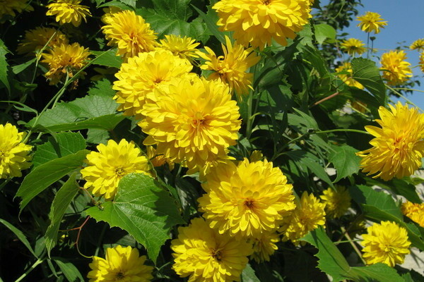 ginintuang bulaklak na lobo