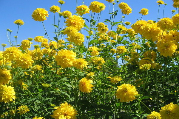 ginintuang bulaklak na lobo