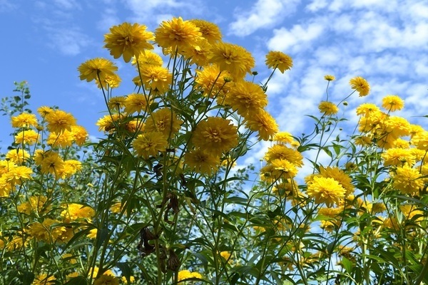 goldene Ballonblume