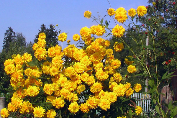 ginintuang bulaklak na lobo