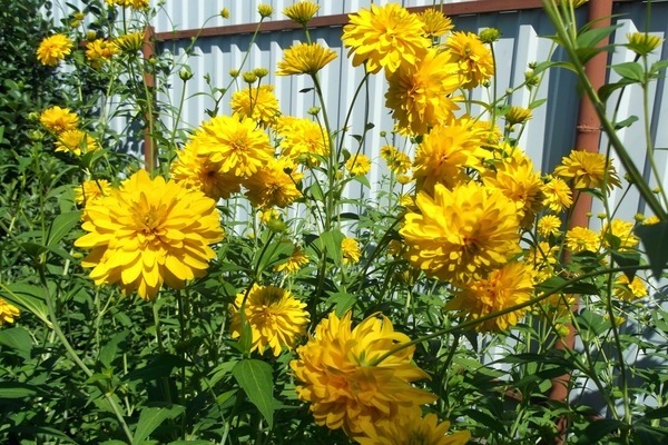 ginintuang bulaklak na lobo