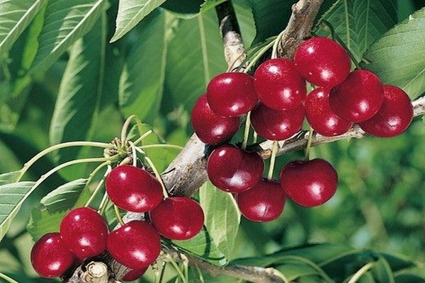 variétés de cerises