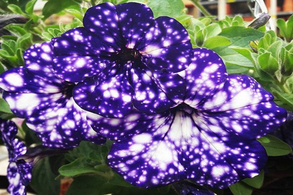 petunia starry sky