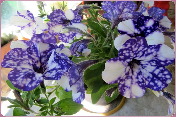 petunia starry sky