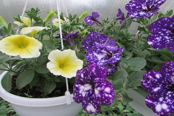 petunia night sky photo