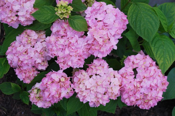 the best varieties of hydrangea