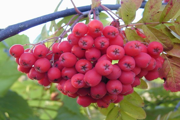 larawan ng rowan variety