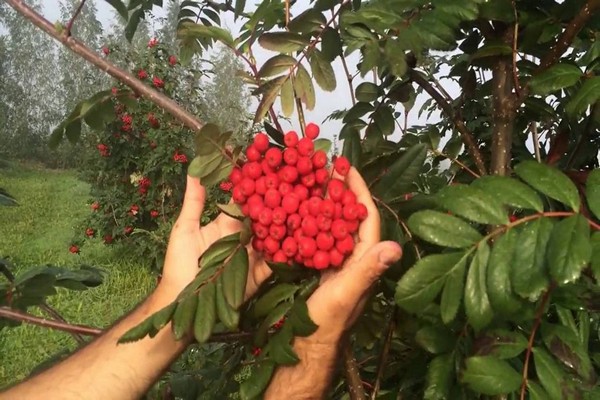 Choosing a rowan variety