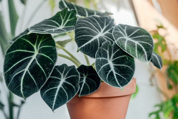 alocasia + at home