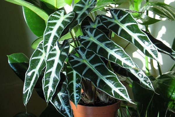 homemade alocasia