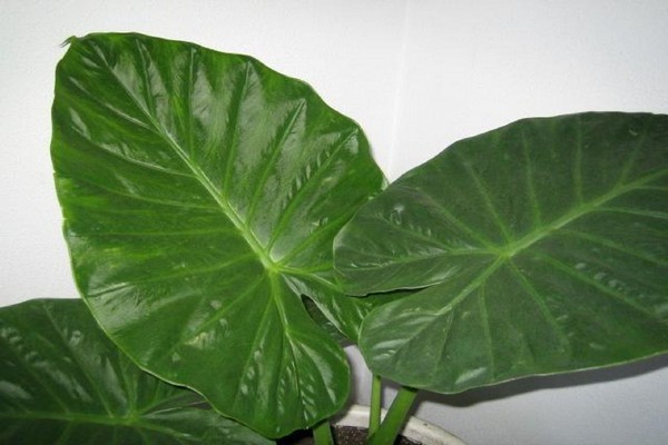 Alocasia-Blume