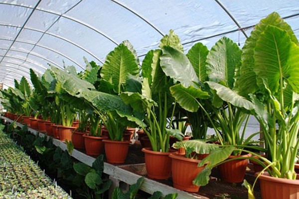 alocasia + at home